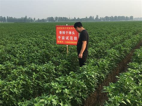 种植基地 - 种植基地 - 内黄县海涛尖椒种植专业合作社