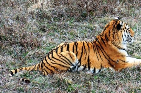 农历十一月的虎是啥命-属虎-国学梦
