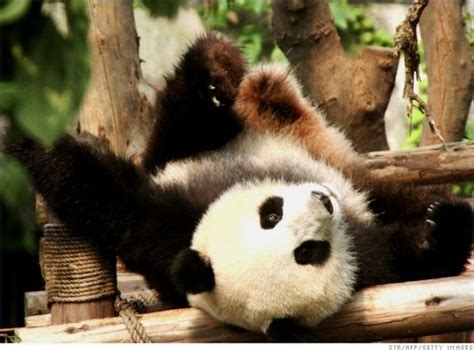 中国2种大熊猫已30万年没有来往 再没机会来中国了|中国|2种-滚动读报-川北在线