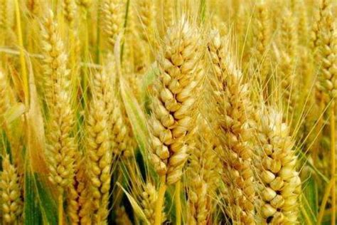 大全小麦品种 - 三农经
