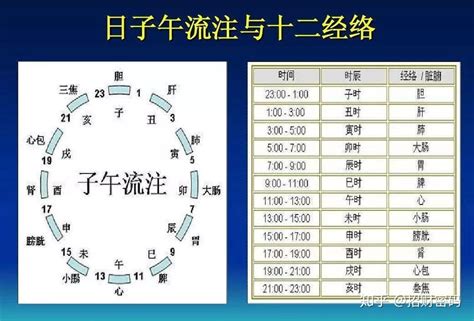 子午流注图图片