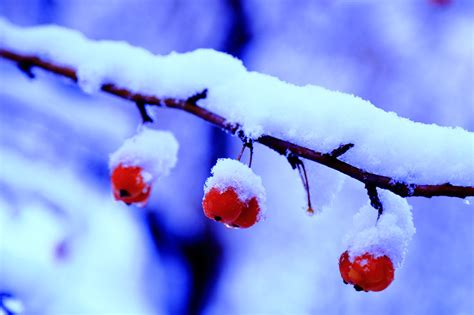 雪压枝头摄影图__树木树叶_生物世界_摄影图库_昵图网nipic.com