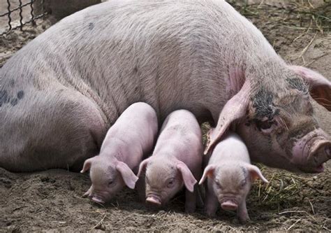 一只母猪高清图片下载-正版图片503425280-摄图网