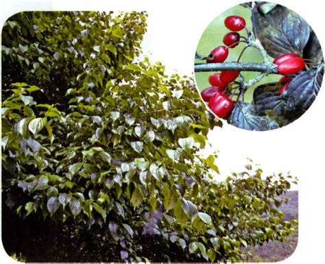 川鄂山茱萸-神农架植物-图片