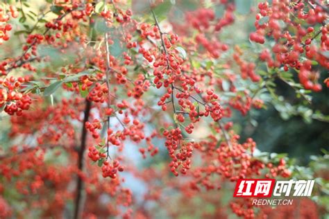 霜果图片