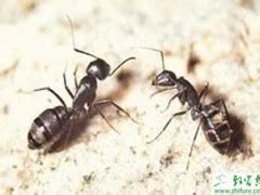 科学家揭示蚂蚁与蚜虫互惠共生秘密_澎湃号·政务_澎湃新闻-The Paper