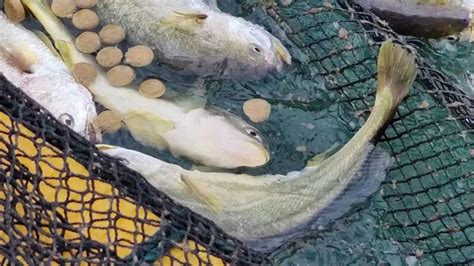 青岛20斤一条海捕大鱼卖800元，10个人一顿没吃了鱼骨回家熬汤喝