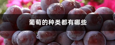 2021年新疆葡萄种植生产现状及出口情况分析：产量达326.97万吨，同比增长6.99%[图]_智研咨询