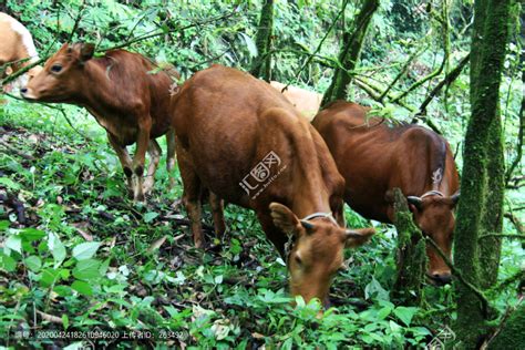 牛犊鲁西黄牛肉牛牛犊 西门塔尔牛 种牛长势快一年出栏-阿里巴巴