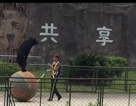 2023九峰森林动物园游玩攻略,武汉市能观赏陆地动物的好象...【去哪儿攻略】