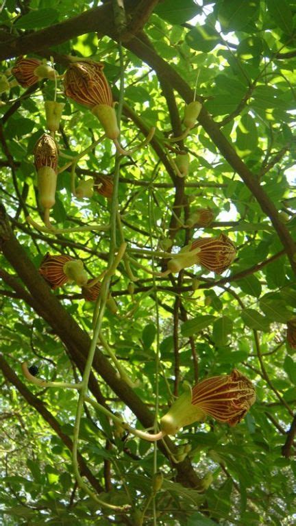 科学网—树上吊瓜，粗枝大叶 - 李土荣的博文
