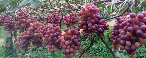 种植葡萄开始于什么朝代 我国最早栽培葡萄是什么时候_知秀网