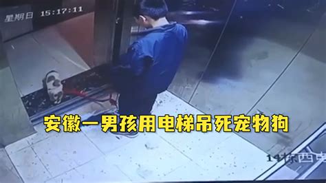 安徽一男孩用电梯吊死宠物狗，物业：偷的防疫志愿者家小狗，警方已介入_凤凰网视频_凤凰网