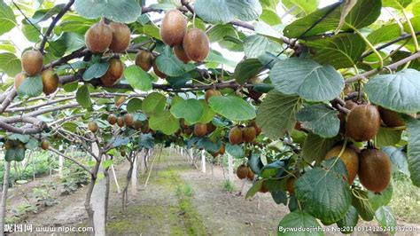 9月23日潇湘晨报：“国家猕猴桃种质资源圃”科普开放日活动在武汉植物园举行----武汉植物园