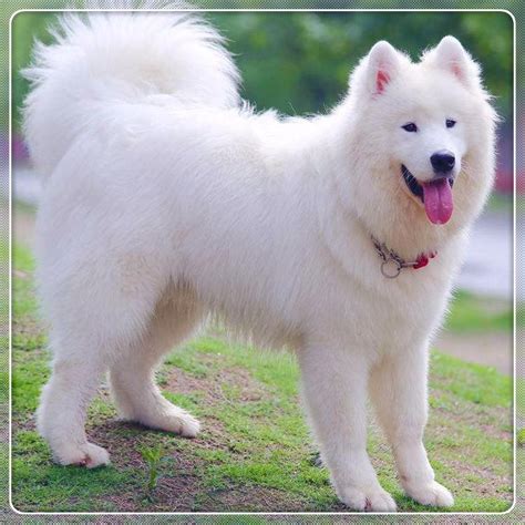 纯种萨摩耶犬幼犬狗狗出售 宠物萨摩耶犬可支付宝交易 萨摩耶犬 /编号10038800 - 宝贝它