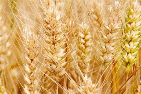 伟隆169小麦品种简介,小麦品种西农6,山农28号小麦品种简介_大山谷图库