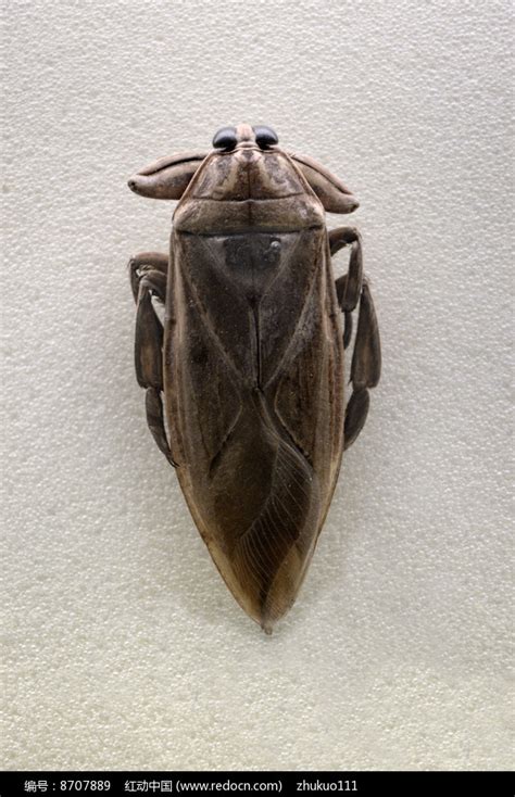 (六)大田鳖-周尧昆虫-图片
