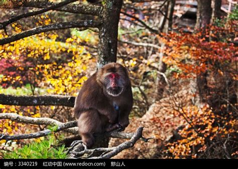 一只黄山猴在树枝上高清图片下载_红动中国