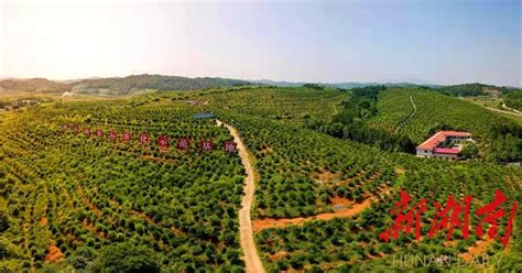 邵阳县推出“政策包”助推油茶产业转型升级 - 新湖南客户端 - 新湖南