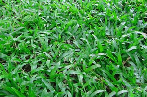 大叶油草养护技术-养花技巧-长景园林网