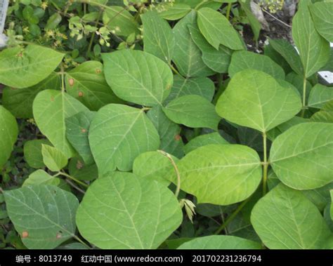 木豆叶图片