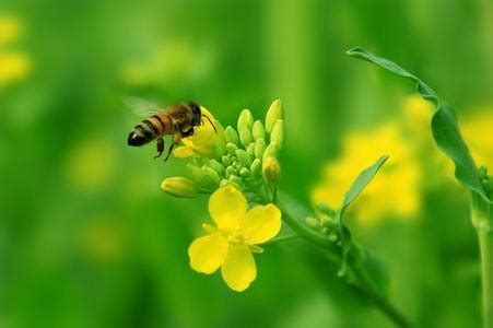 蜜蜂有哪些生物学特性？ - 蜜蜂知识 - 优蜜蜂