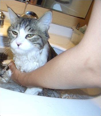 小猫洗澡_给小猫洗澡 - 随意云
