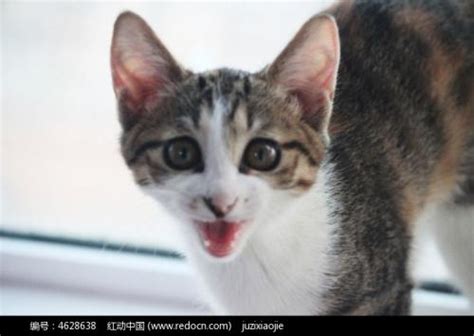 你能听懂猫咪的叫声吗？在线揭秘喵语中的6种常见含义 - 知乎