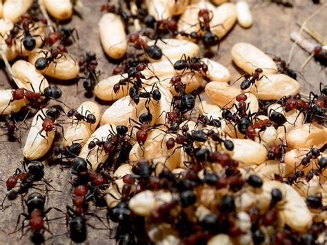 一组2mm左右的小蚂蚁|摄影|微距|瓜哥微距摄影 - 原创作品 - 站酷 (ZCOOL)