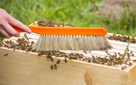 【养蜂人，如何让蜂群“夏烦”变成“夏繁”| 天气一天比一天热】_傻大方