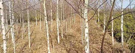 桦树为什么耐寒-苗木百科-中国花木网