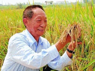 袁隆平团队海水稻开始产业化推广-袁隆平团队双季稻亩产破1500公斤 - 见闻坊