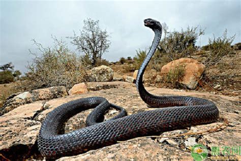 河北农村常见的蛇,河北最常见的蛇,河北蛇的种类图片大全_大山谷图库