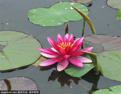 美轮美奂的水中睡美人——睡莲----中国科学院武汉植物园