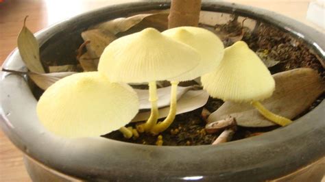 蘑菇养殖图片高清图片下载-正版图片600015532-摄图网