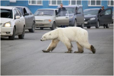 北极熊流浪1500公里到俄城市觅食，瘦得不成“熊”样..._国际新闻_环球网