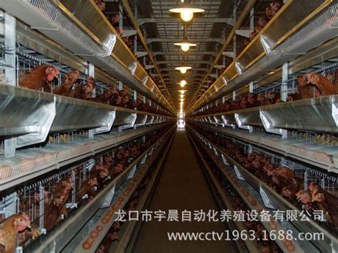 养鸡场自动喂料机养殖设备水线料线肉鸡现代化料线自动化喂料设备-阿里巴巴