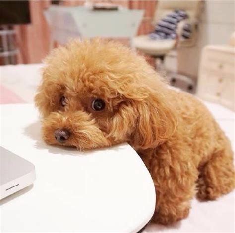 泰迪造型图片