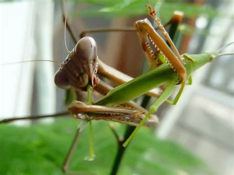 刚出生的螳螂吃什么食物，应该喂什么才能让它们健康成长 - 富强农百科