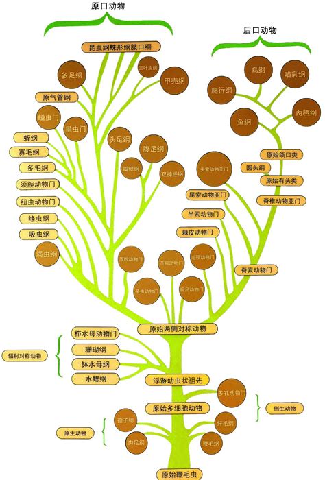 2012-1.2 生命的起源与生物进化_word文档在线阅读与下载_免费文档