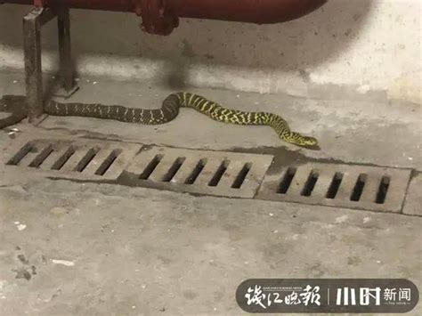 又一条蛇!就在6楼居民家中!杭州朝晖消防连续3天出警抓蛇，蛇主人也现身了-桂林生活网新闻中心