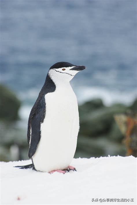 企鹅属于什么动物（一文带您全面了解企鹅） – 碳资讯