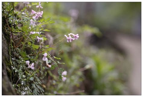 植物土名牛尿亓学名是什么