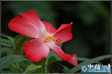 人參花泡水喝有什么益處
