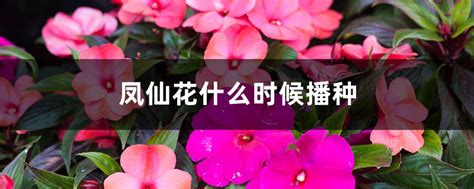 几月份种凤仙花最适宜