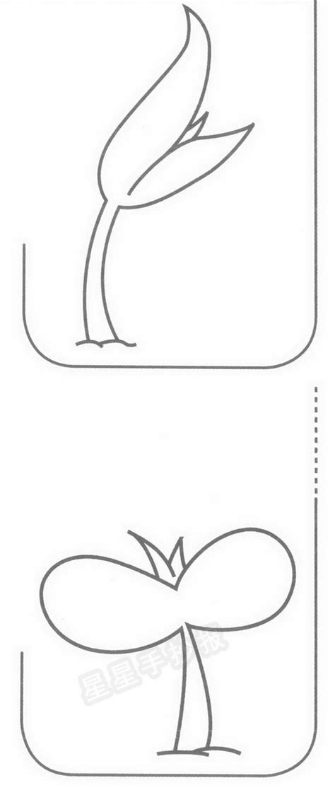 白菜生长过程简笔画