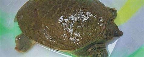 吃甲魚對人體有哪些好處