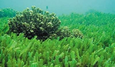 生活在陆地上的阴湿处的藻类植物