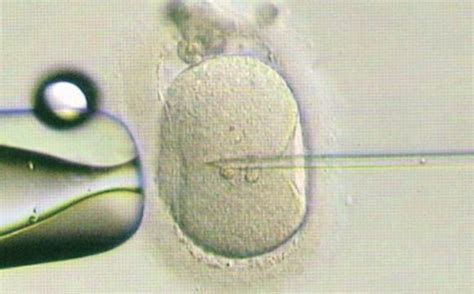 50岁移植胚胎是自己的吗