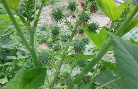 我这栀子花是什么虫害?怎么治疗